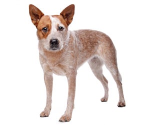 australian cattle dog is ill with infectious disease