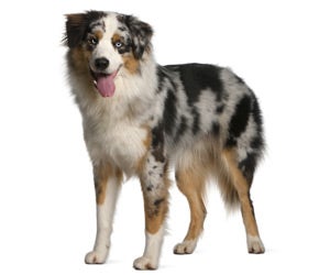 Australian Shepherd Wahl USA