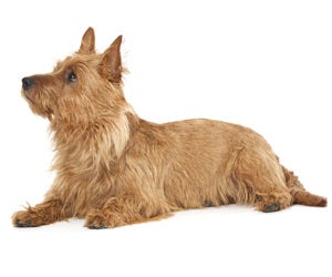 Australian terrier clearance short hair