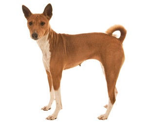 Basenji