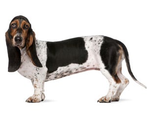 Basset Hound