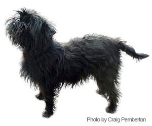 Affenpinscher