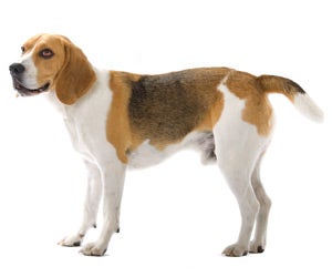 how often do you need to professionally groom a beagle