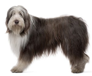 Bearded Collie