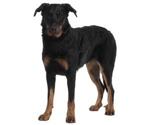 Beauceron