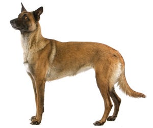 how do you groom belgian shepherd