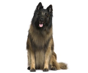 Belgian Tervuren