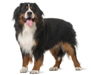 Bernese mountain store dog curly coat