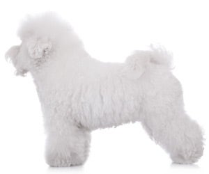 Best dog clippers for bichon clearance frise