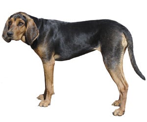 Do coonhounds sale shed