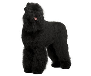 black russian terrier haircut