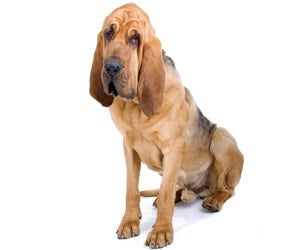 Bloodhound