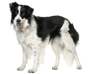 is it ok to shave a border collie