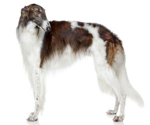 Borzoi