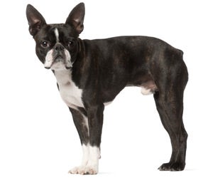 are boston terriers dangerous