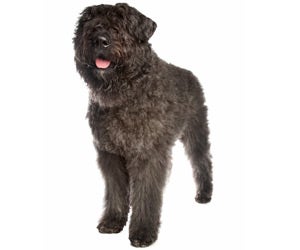 bouvier des flandres