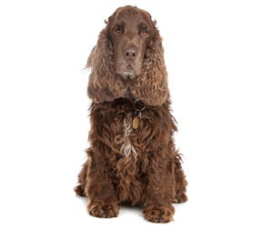 Chocolate hotsell boykin spaniel