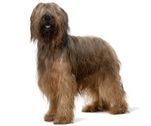 Briard