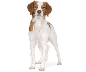 do brittany dogs shed