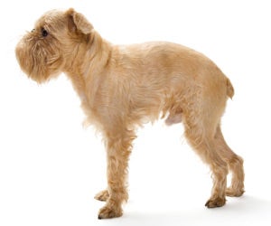 does the brussels griffon have infectious disease