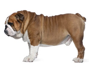 Bulldog