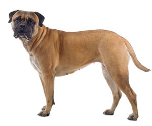 Bullmastiff