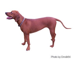 Redbone Coonhound