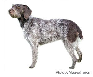 Grooming german hot sale wirehaired pointer