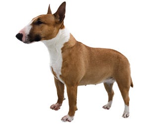 Miniature Bull Terrier