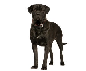 does cane corso need coats in cold weather