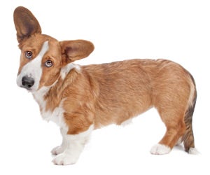 Cardigan Welsh Corgi