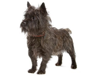 cairn terrier is ill with infectious disease