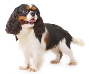 why do groomers shave king charles spaniel