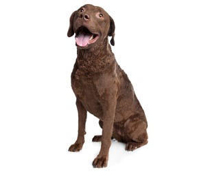 Chesapeake Bay Retriever