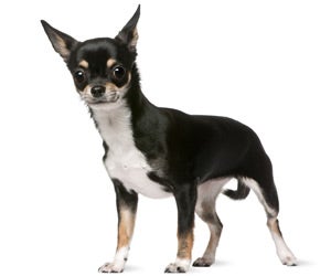 Chihuahua