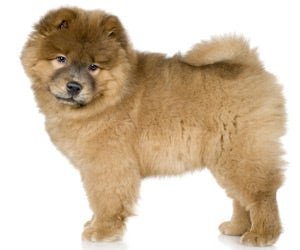 Chow chow clearance hair