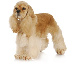 Cocker Spaniel