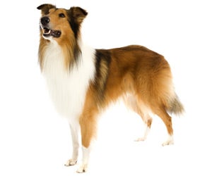 Rough Collie 101: Top 10 Facts You Should Know [Lassie's Breed] 