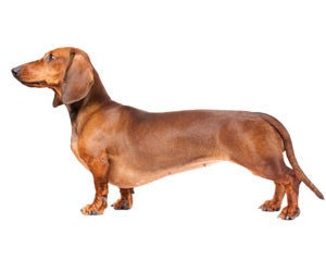 Shaving long best sale haired dachshund