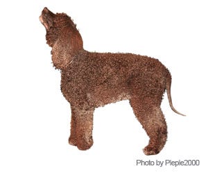 Irish Water Spaniel