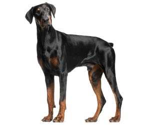 Long best sale haired doberman