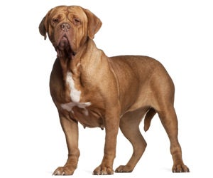 Dogue de Bordeaux