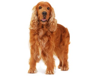 English Cocker Spaniel Wahl USA