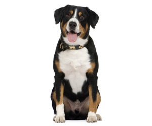 Entlebucher Mountain Dog