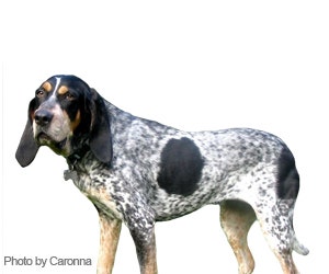 Bluetick Coonhound