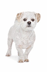 Maltese Shih Tzu