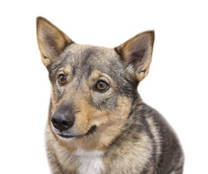 Swedish vallhund best sale dogs 101