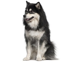 how do groomers bathe a finnish lapphund