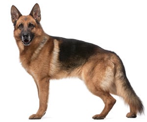 German Shepherd Wahl USA