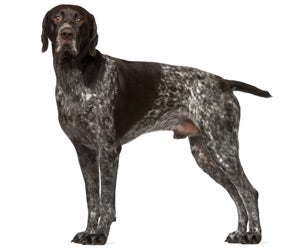 German Shorthaired Pointer